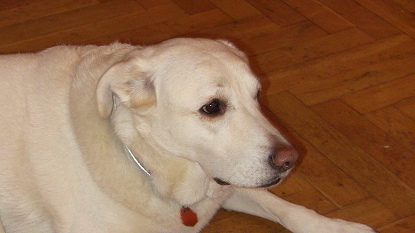 med_Panka - Anlaufschwierigkeiten und Schmerzen durch HD.JPG (600 x 338)